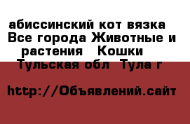 абиссинский кот вязка - Все города Животные и растения » Кошки   . Тульская обл.,Тула г.